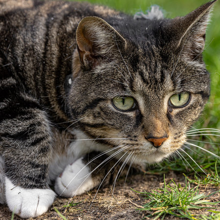 A tabby cat on a spring day, with selective focusの写真素材