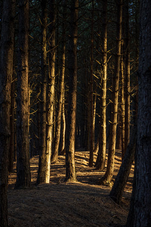 Pine trees in Merseyside, with early morning lightの写真素材