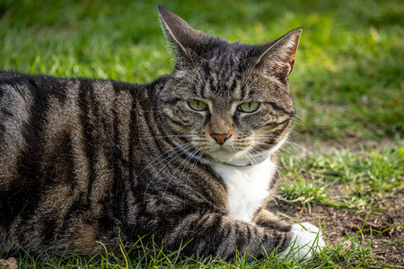 A close up of a tabby cat in a garden in the sunshineの写真素材