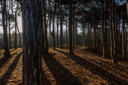 Pine woodland in the early morning, with shadows across the woodland floorの写真素材