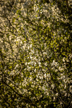A full frame photograph of a blackthorn shrub in bloom on a sunny spring eveningの写真素材