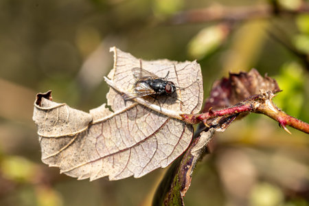A fly on a leaf, on a sunny day in Sussexの写真素材