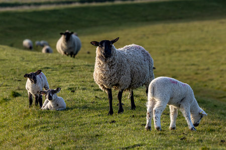 A field in rural Sussex, with ewes and lambs grazing in the spring sunshineの写真素材