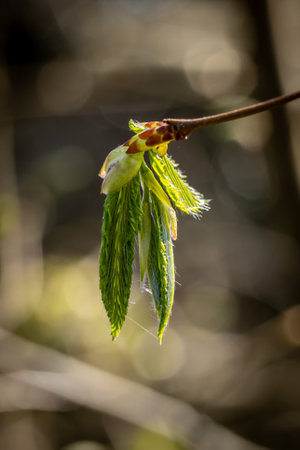 New leaves developing on a tree in Sussex, with a shallow depth of fieldの写真素材