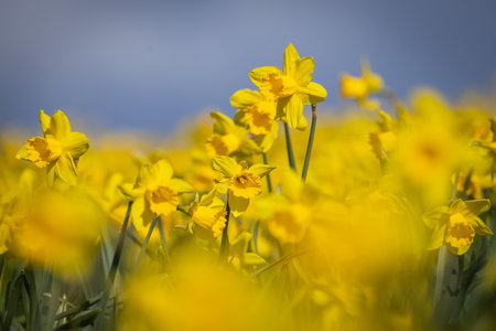 Vibrant daffodils blooing in the spring sunshine, with selective focusの写真素材