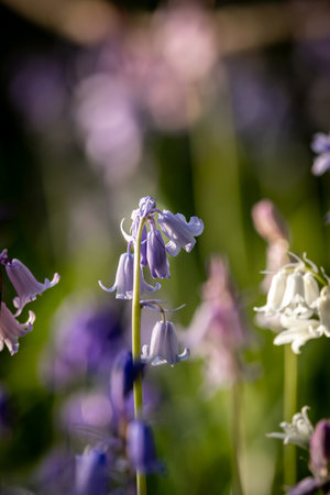 Different coloured bluebells on a spring morning, with a shallow depth of fieldの写真素材