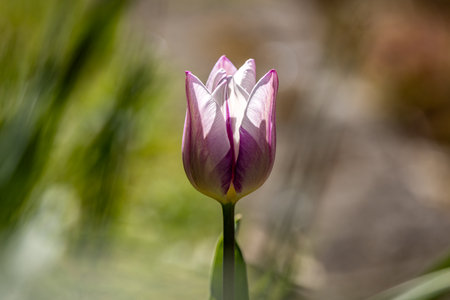 A tulip in bloom, on a sunny spring dayの写真素材