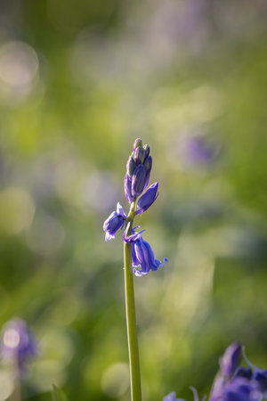 A close up of a pretty bluebell flower in the spring sunshine, with a shallow depth of fieldの写真素材