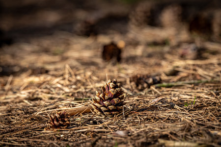 Morning light shining on a pine cone on a woodland floor, with selective focusの写真素材