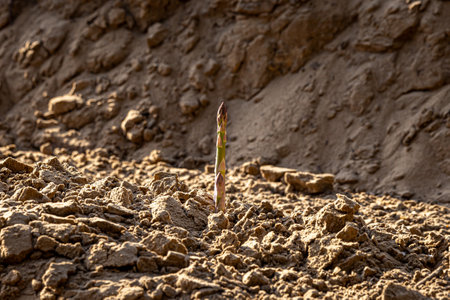 Asparagus growing in Merseyside, on a sunny spring dayの写真素材