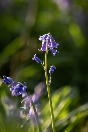 A hyacinthoide non-scripta, commonly known as a bluebell,  blooming on a spring morningの写真素材