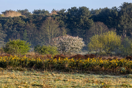A view over heathland in Merseyside in springtime, with gorse and a blossom tree in bloomの写真素材