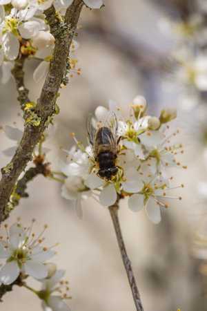 A drone fly on a blackthorn shrub, on a sunny spring dayの写真素材