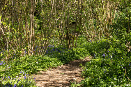 Looking along a pathway through a bluebell wood, in rural Sussexの写真素材