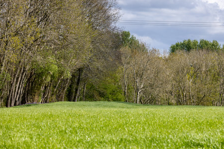 A view over a field towards woodland, during springの写真素材