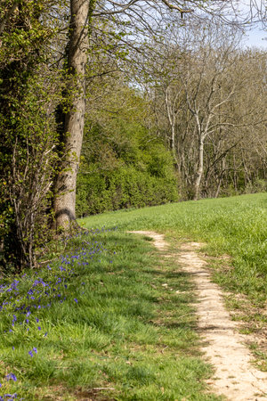 A pathway alongside woodland, with bluebells in bloom along the edgeの写真素材
