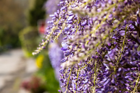 An abundance of wisteria flowers in bloom, on a sunny spring morningの写真素材