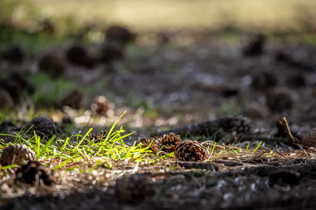 Sunlight illuminating fallen pine cones, on a sunny spring day in Merseysideの写真素材