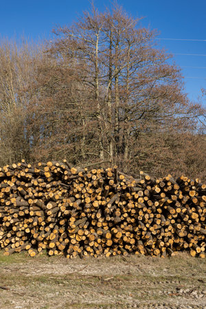 An abundance of felled tree trunks in the countryside, on a sunny spring dayの写真素材
