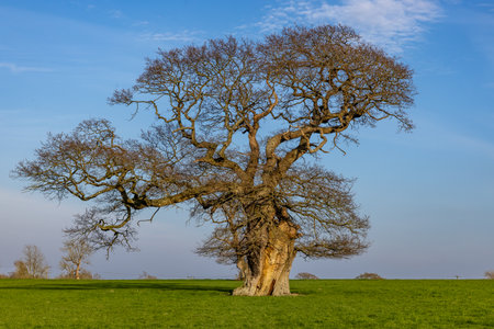 Evening light shining on a tree in a fieldの写真素材