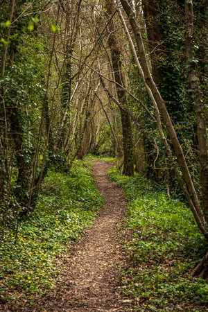 Looking along a woodland footpath in Sussex, on a spring dayの写真素材
