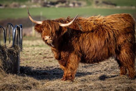 A close up of a highland cow in Pembrokeshire, with a shallow depth of fieldの写真素材