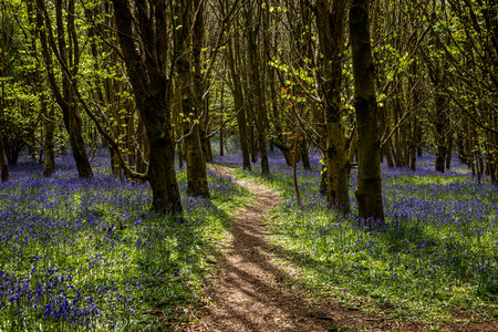 A view along a pathway through a bluebell wood, on a sunny spring morningの写真素材
