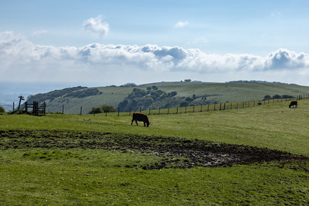 An idyllic South Downs view over Ditchling Beacon, with cattle grazing on a hillsideの写真素材