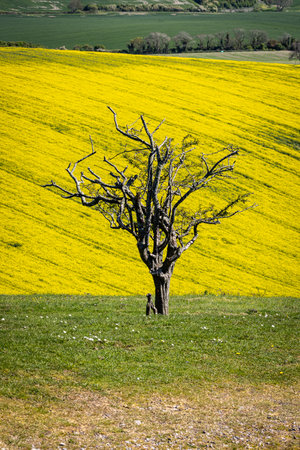 A tree in springtime, with a field of oilseed rape crops behindの写真素材