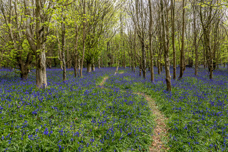 A pathway through a bluebell wood, on a spring morningの写真素材