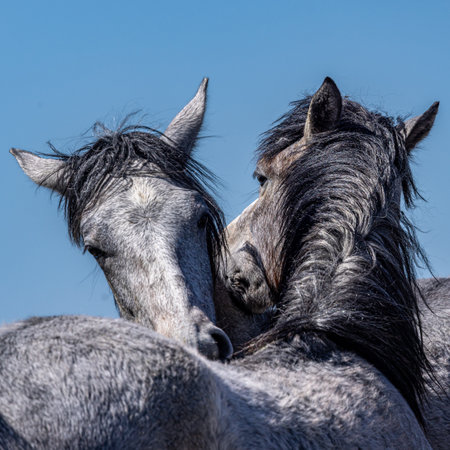 Two horses nuzzling in the countryside, with a blue sky overheadの写真素材