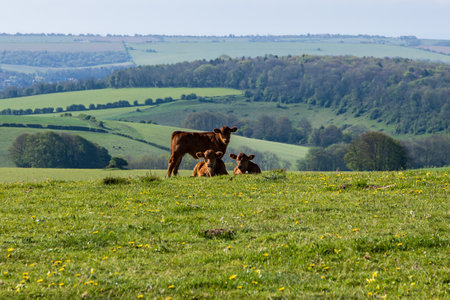 A view from Ditchling Beacon in the South Downs, with three calves resting on the hillside and looking at the cameraの写真素材