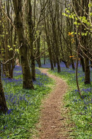 An abundance of pretty bluebells blooming in Sussexの写真素材