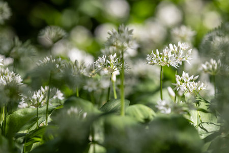 A close up of wild garlic growing in Sussex woodland, with a shallow depth of fieldの写真素材