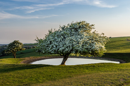 A Ditchling Beacon view, with a hawthorn laden with blossom at the edge of a dew pondの写真素材