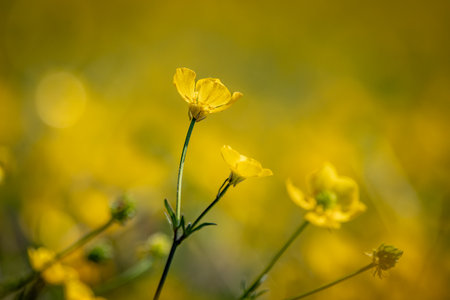 Vibrant buttercups in bloom in rural Sussex, on a sunny spring dayの写真素材