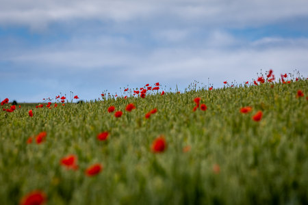Poppies scattered through a wheat field in rural Sussex, with selective focusの写真素材