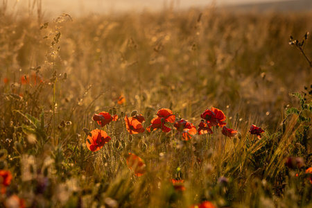 A view over a wildflower meadow at sunset, with poppies illuminated by the setting sunの写真素材