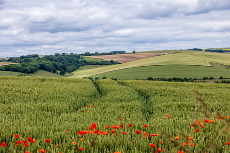 A view over farmland in rural Sussex on a summer's day, with poppies in the foregroundの写真素材