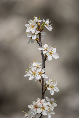 A close up of the blossom on a blackthorn bush, on a sunny early spring dayの写真素材