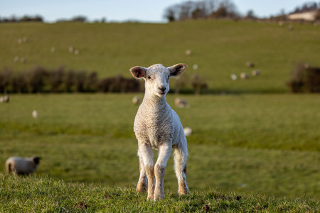 A close up of a lamb in springtime, with selective focusの写真素材