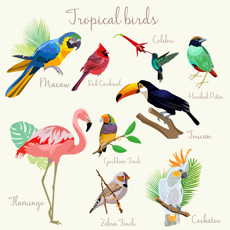 Bright color Exotic tropical birds set. Macaw, red cardinal, hooded pitta, colibri, toucan, flamingo, cockatoo, gouldian zebra finch.のイラスト素材