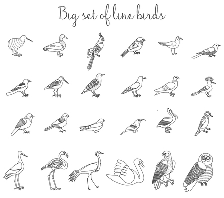 Birds outline thin line illustration icons. Colorful cartoon birds icons setのイラスト素材