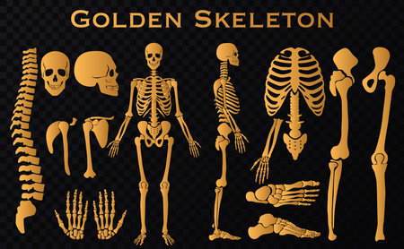 Golden luxury human bones skeleton silhouette collection set. High detailed Vector illustration.のイラスト素材