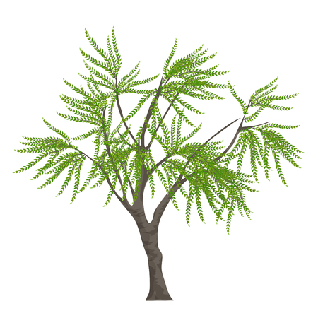 Realistic elegant tree isolated on white background.のイラスト素材