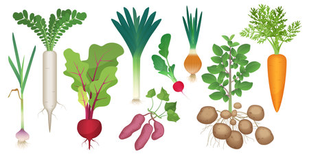 Root vegetables set vector illustration. Cartoon isolated healthy raw tubers collection from farm or backyard garden, onion daikon radish leek potato beetroot carrot radish garlic, harvest of veggiesのイラスト素材