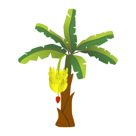 Tall banana plant with bunch of fruit on branch and green leaves vector illustrationのイラスト素材