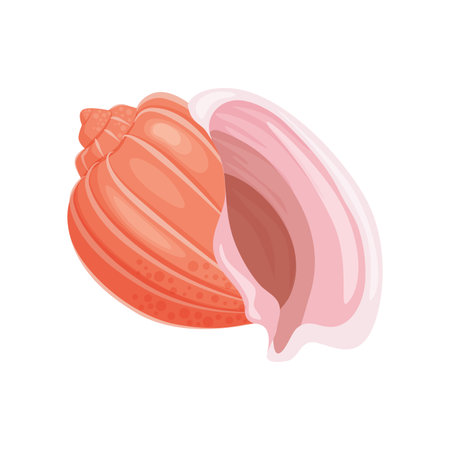 Vector image of various colorful seashells with detailed patterns.のイラスト素材