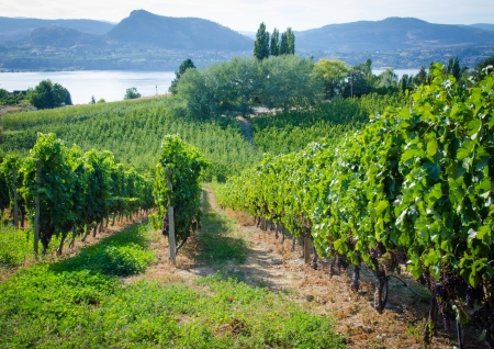 Closeup of rows of vines bearing grapes on a sunny summer day in Okanagan Valleyの写真素材