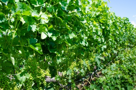 Clusters of young green Pinot gris grapes in the summer before maturing for harvest の写真素材
